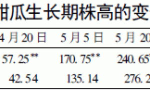 网纹甜瓜无土栽培生长动态观察