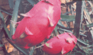 火龙果新品种长龙果的选育