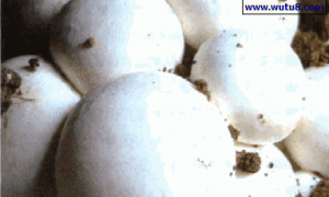 层架式双孢菇标准化栽培技术