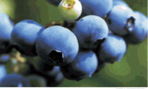 合肥地区粉蓝蓝莓的修剪技术