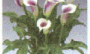 彩色马蹄莲盆栽新品种