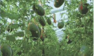 冬暖大棚微型西瓜早熟高效栽培技术