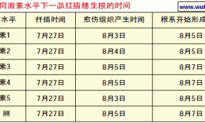 不同激素处理对一品红插穗生根的影响