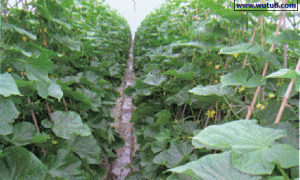 冬季棚室黄瓜防治黑星病应提前