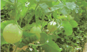 北方大棚甜瓜主要病害的诊治