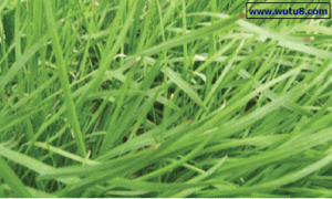 韭菜根蛆无公害综合防治技术