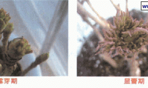 江南牡丹春节催花技术要点