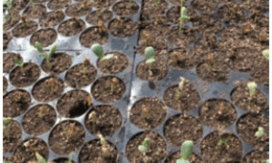 寒潮天气对日光温室蔬菜生产的影响对策