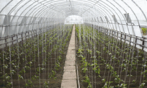 采鑫农业谈日光温室