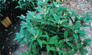 日香桂的温室盆栽种植指南