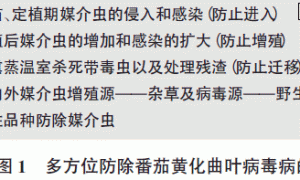 番茄黄化曲叶病毒病的防治