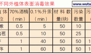 安祖花的外植体选择技术研究