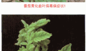 保护地番茄黄化曲叶病毒病防治技术关键
