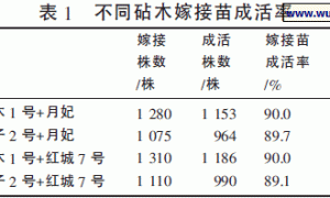 薄皮甜瓜大棚嫁接栽培试验