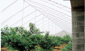 设施樱桃极早熟栽培技术