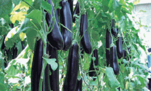 日光温室嫁接茄子高产高效栽培技术