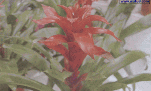 观赏凤梨的栽培管理技术