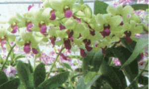 海南设施石斛兰的栽培管理技术