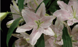 东方百合温室切花栽培技术