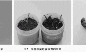 冬虫夏草败育现象观察