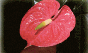 安祖花移栽技术研究