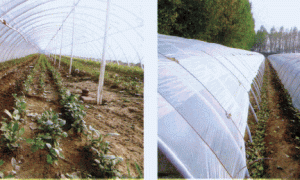 塑料大棚茶树生姜间作套种栽培技术