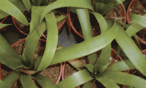 观赏凤梨优质栽培技术