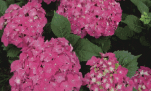 日光温室八仙花促成栽培技术