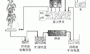 无土栽培营养液消毒技术研究与应用