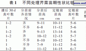 芹菜无土栽培品种比较试验