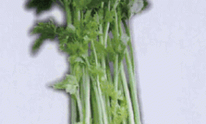 日光温室香芹的栽培技术