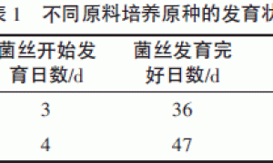 高粱壳栽培白灵菇的研究