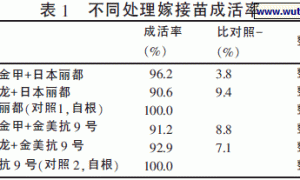 大棚西瓜嫁接栽培试验研究初报
