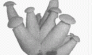 鸡腿菇蔬菜大棚高产栽培技术