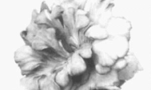 中原地区夏季平菇栽培技术