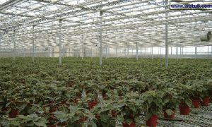 一品红栽培基质的选择研究