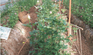 云南通海月季鲜切花大棚栽培技术