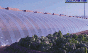 辛集市日光温室建设及生产中存在的问题及对策