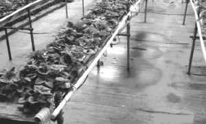 高架栽培槽栽培草莓效果研究