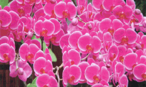 蝴蝶兰栽培管理