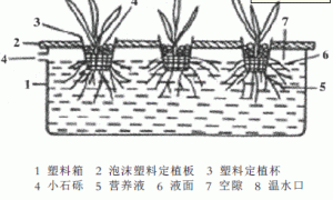 辣椒简易静止水培技术