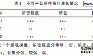 沧州地区平菇主栽品种比较试验