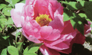 牡丹设施育苗巧栽培