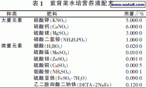 紫背菜水培管理技术