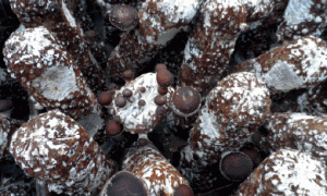 北方日光温室秋茬香菇栽培实用技术