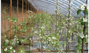 黄金梨日光温室栽培丰产技术