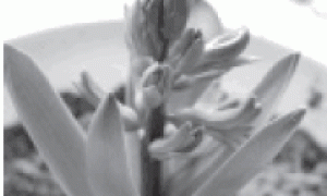 风信子的家庭盆栽