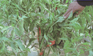 塑料大棚辣椒秋延后栽培技术要点