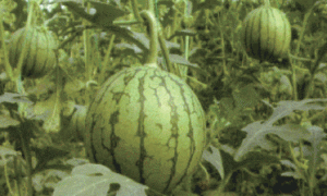 大拱棚西瓜与山药间作栽培技术