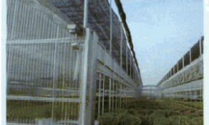 论温室节能设计与运行